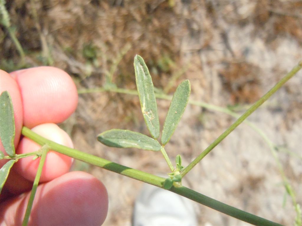 Trigonella alba (=Melilotus albus)